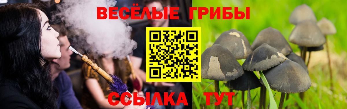 Зеленогорск  Псилоцибиновые грибы GOLDEN TEACHER  Вход с VPN 